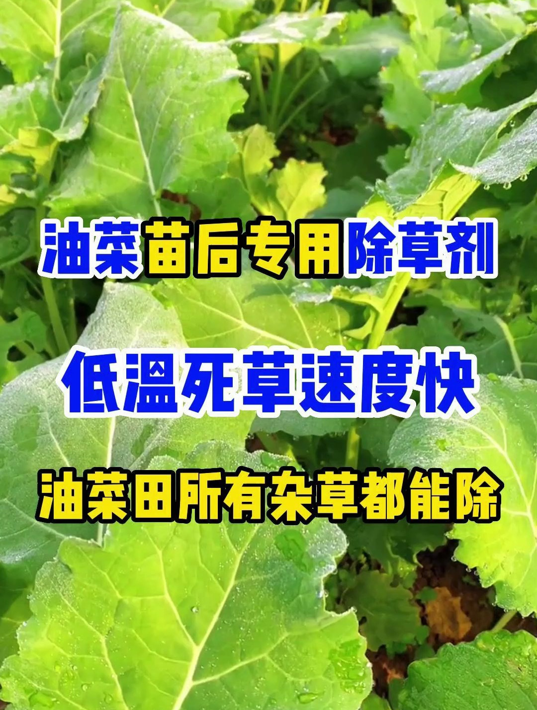 油菜苗后专用除草剂,低温死草速度快,油菜田所有杂草都能除