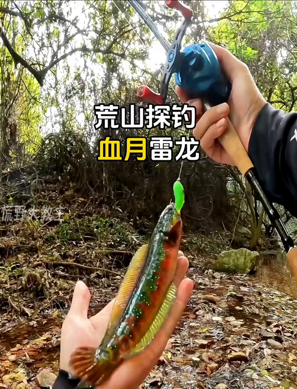 深山野钓意外收获,血色雷龙鱼让人惊喜连连