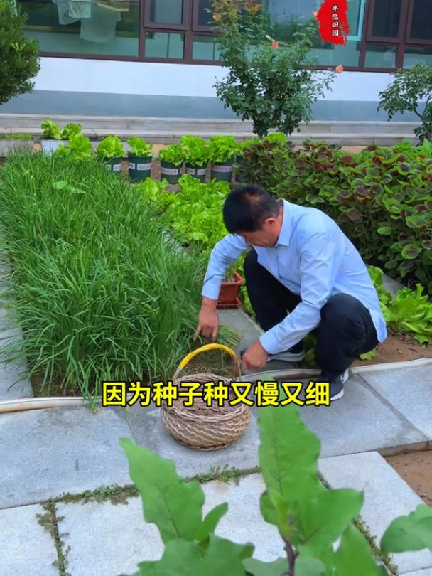 种韭菜你就种这个独根红韭菜根,特别好吃,韭菜根就在左下角