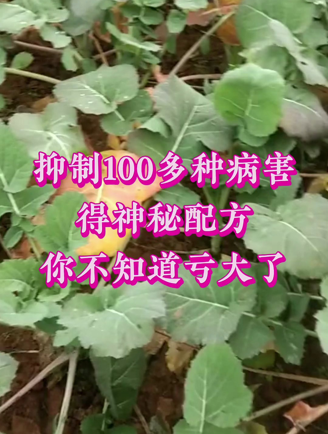 抑制100多种病害的神秘配方,你不知道亏大了!