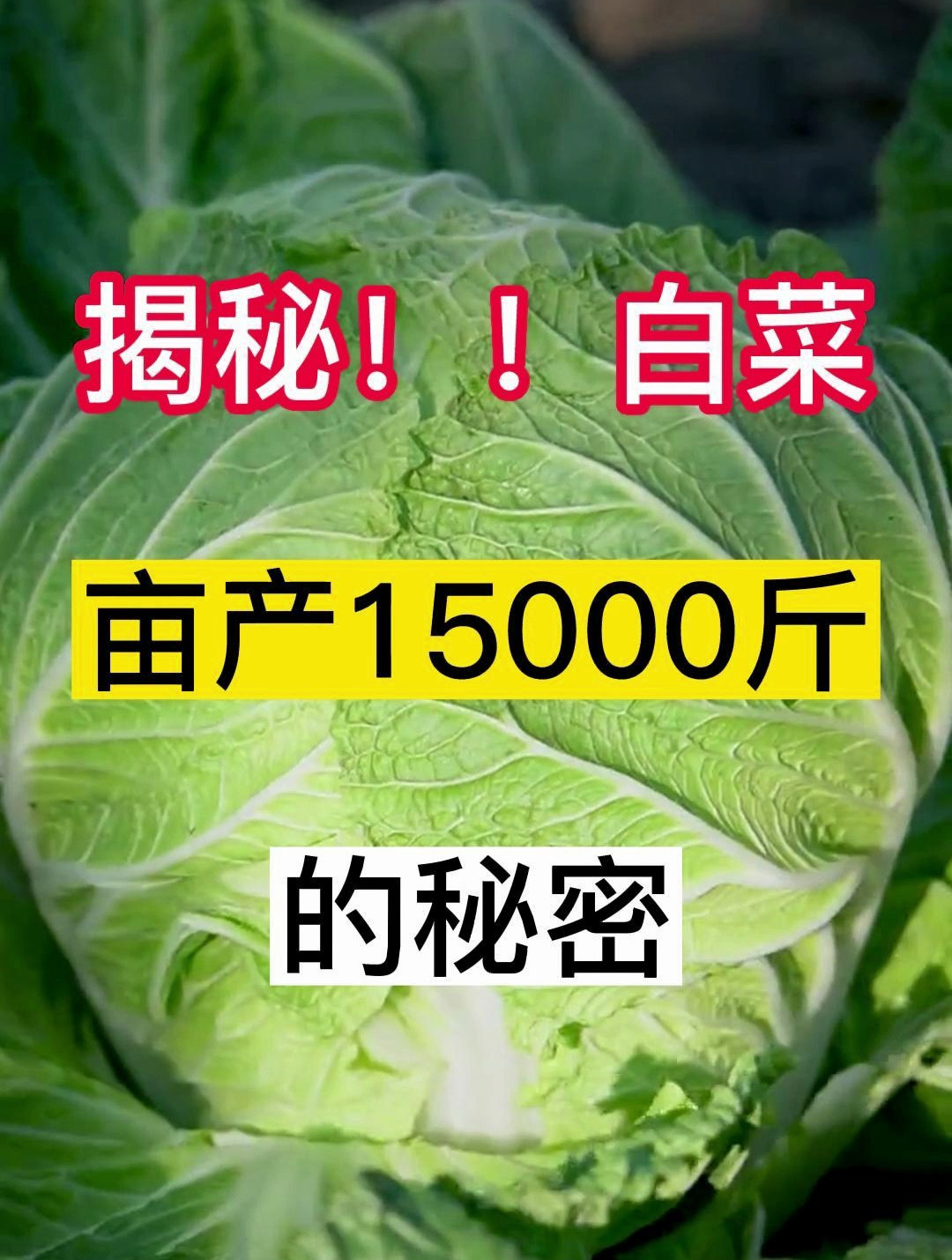 实现白菜亩产万斤的秘密!