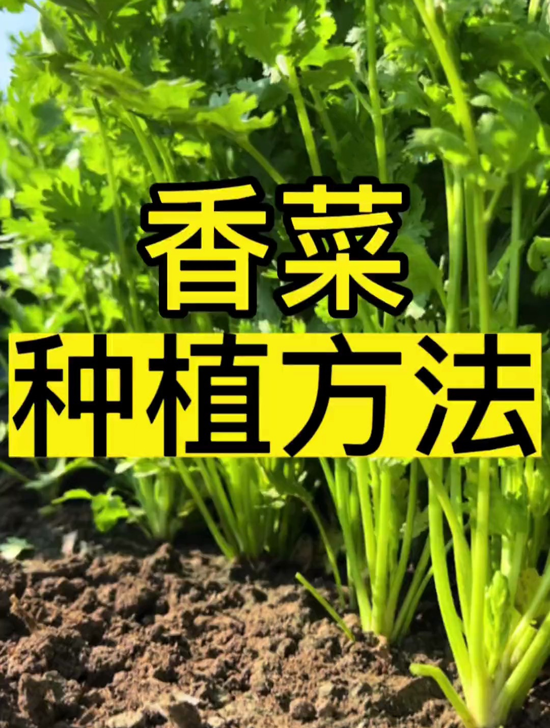 香菜种子种植方法,香菜种植小技巧