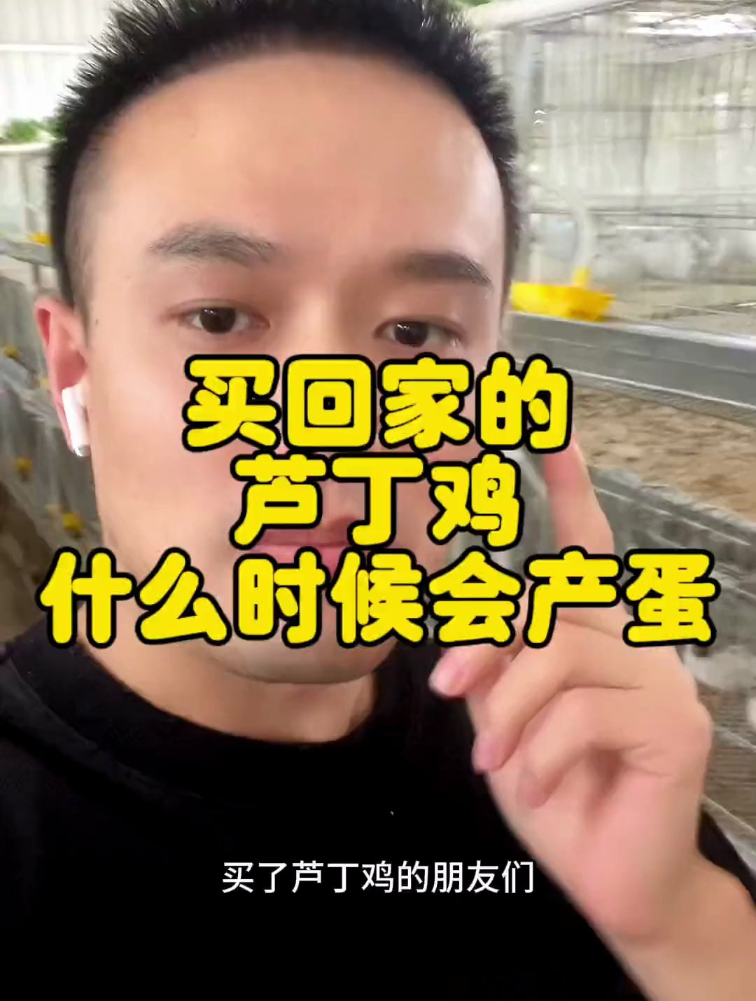 你家的芦丁鸡多少天开始下蛋的?