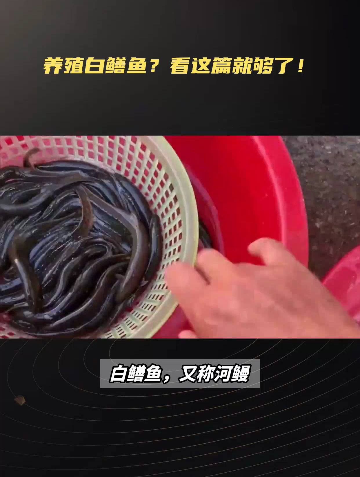 白鳝鱼养殖技巧大公开,从鱼苗选择到饲养管理,养殖高品质白鳝鱼