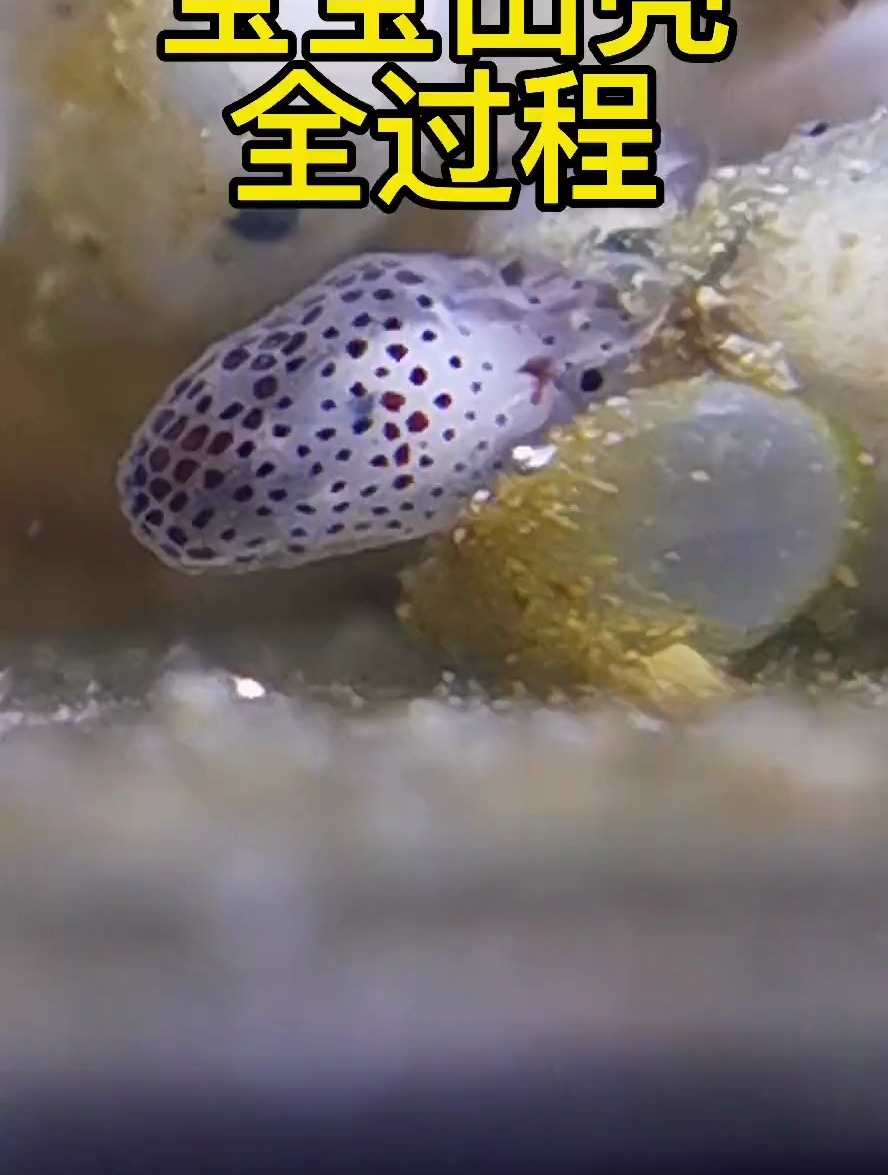 蓝环章鱼宝宝出壳全过程,这只章鱼宝宝似乎卡壳了