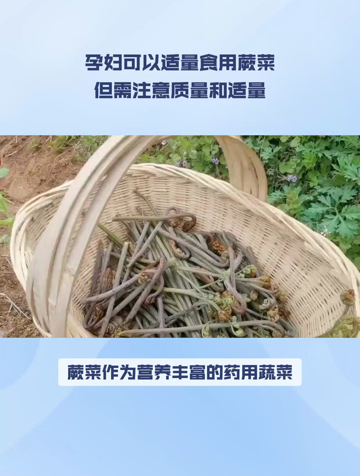 孕妇可以吃蕨菜吗?详细分析