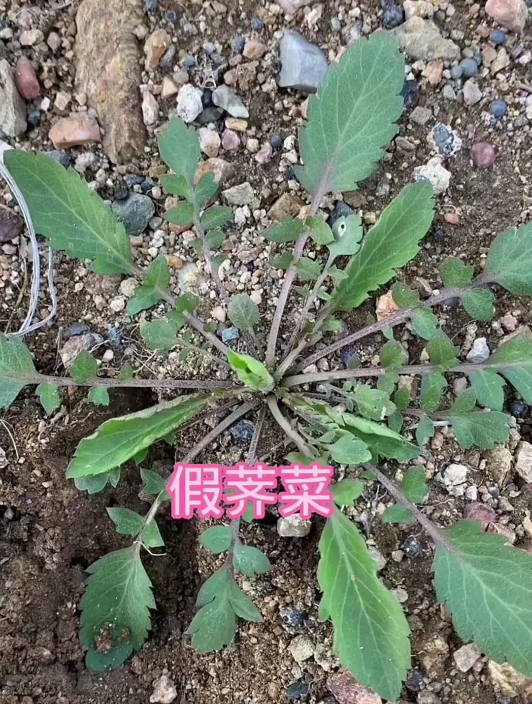 植物知识之蔊菜,你认识吗