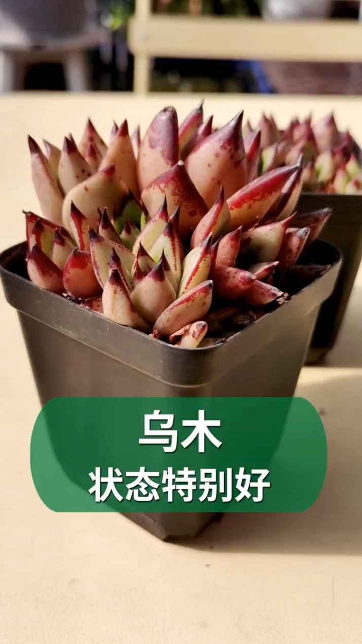 多肉中的贵货,乌木,现在价格也平民了,喜欢可以带走他