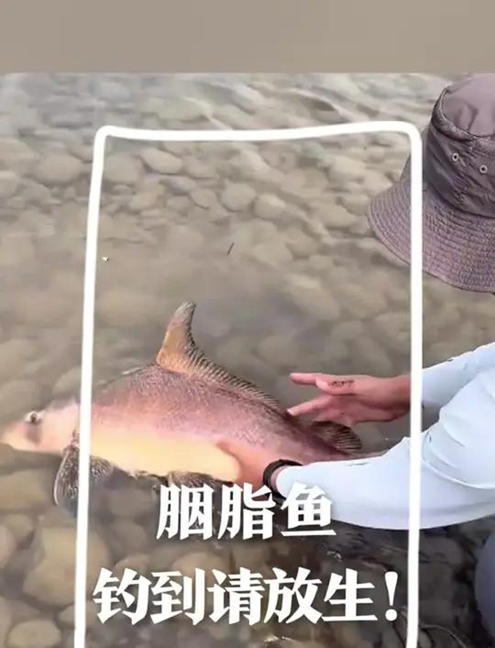 钓到二级保护动物了?快放它回水里去!