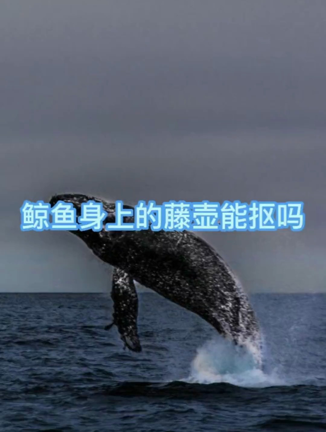 鲸鱼身上的藤壶能抠吗?藤壶是怎么粘在鲸鱼身上的