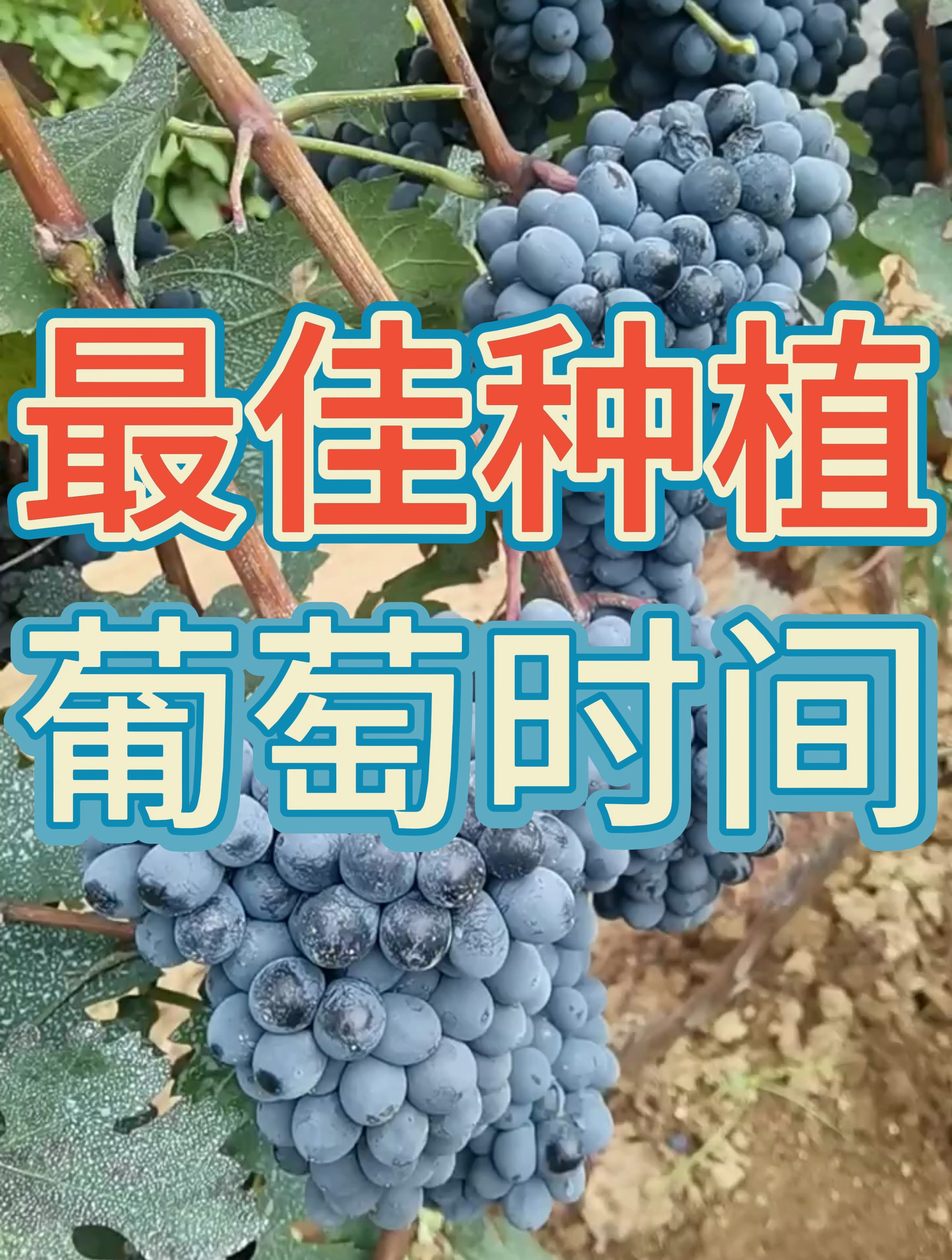 葡萄最佳种植时间!什么时候种植葡萄最好呢?