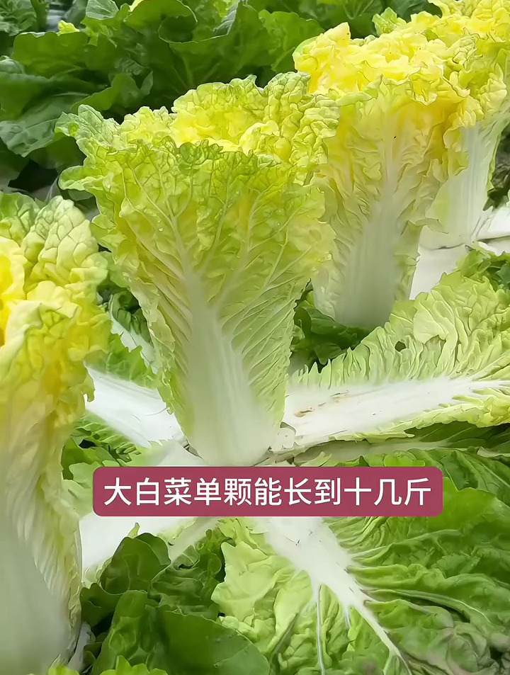 白菜品种千千万,白菜中的新贵族黄心白菜你见过吗?口感脆嫩无渣
