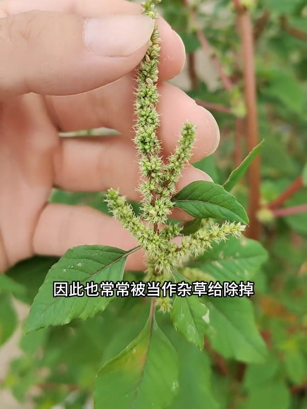 刺苋又叫野苋菜,村里的老先生遇见了,会把它挖回家
