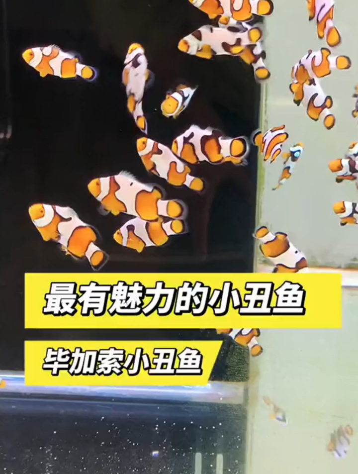 什么小丑鱼最有魅力?因为纹路都别具一格,所以说它们有魅力吧!