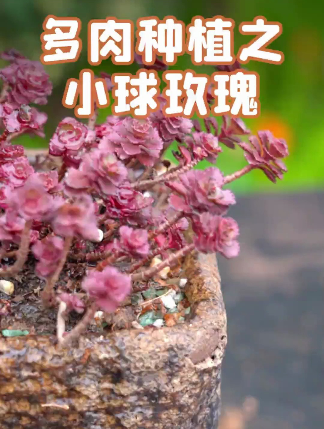 养护小球玫瑰,泥炭一定要重!船长花园 养护小知识 小球玫瑰