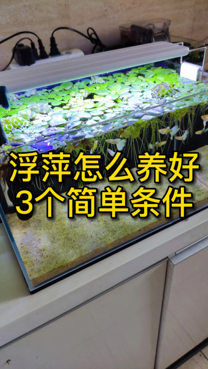 浮萍怎么养?你鱼缸的浮萍发黄?做到这3个简单方法就能爆缸