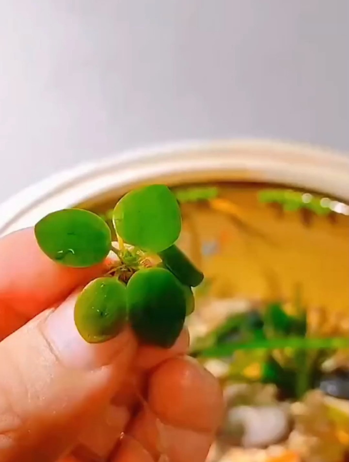 怎么美化鱼缸呢?如果你不讨厌绿色,那就给你的鱼缸装饰一下吧