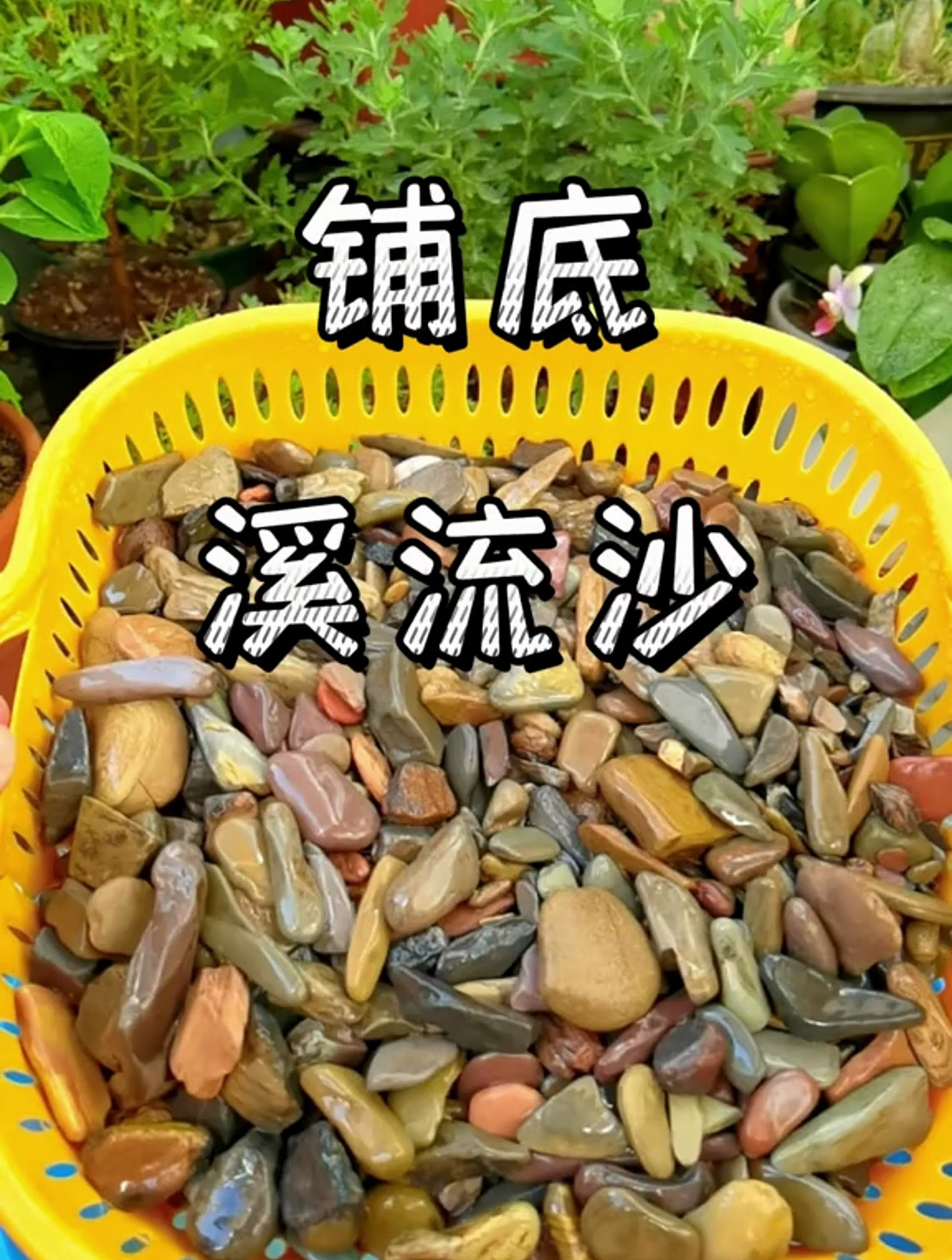 鱼缸底砂铺什么最合适?当然是非它莫属了!