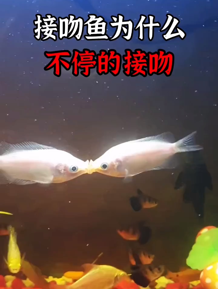 接吻鱼为什么不停的接吻?