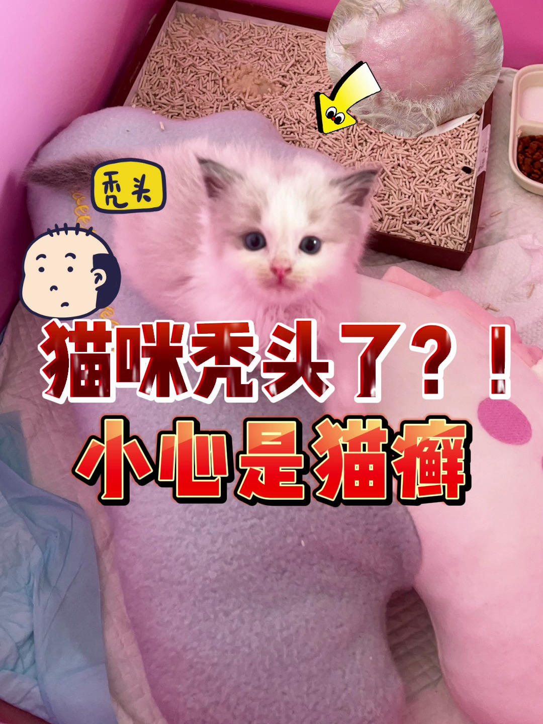 猫咪秃头了?!小心是得了猫癣