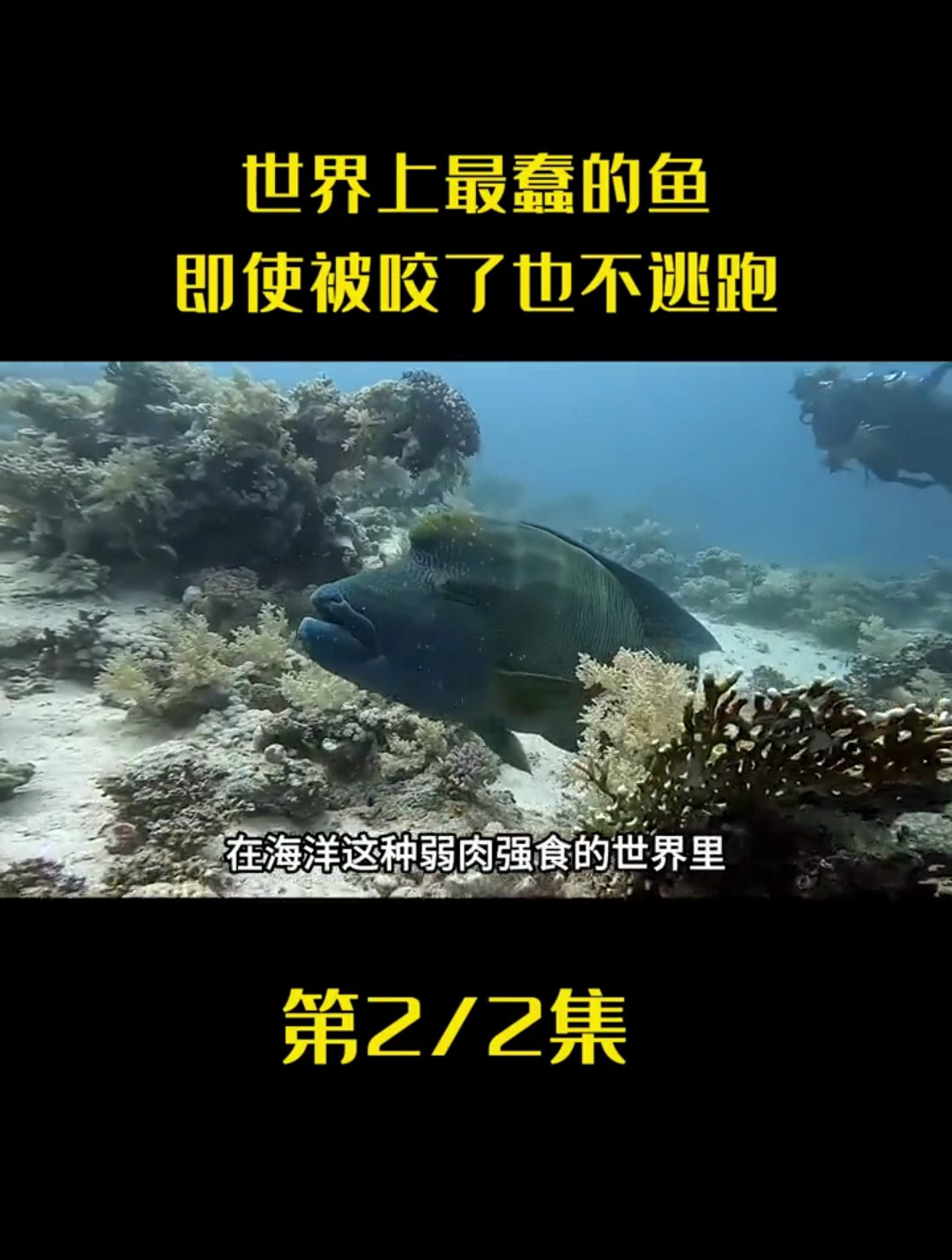世界上最蠢的鱼 即使被咬了也不逃跑 为什么至今还没有灭绝呢