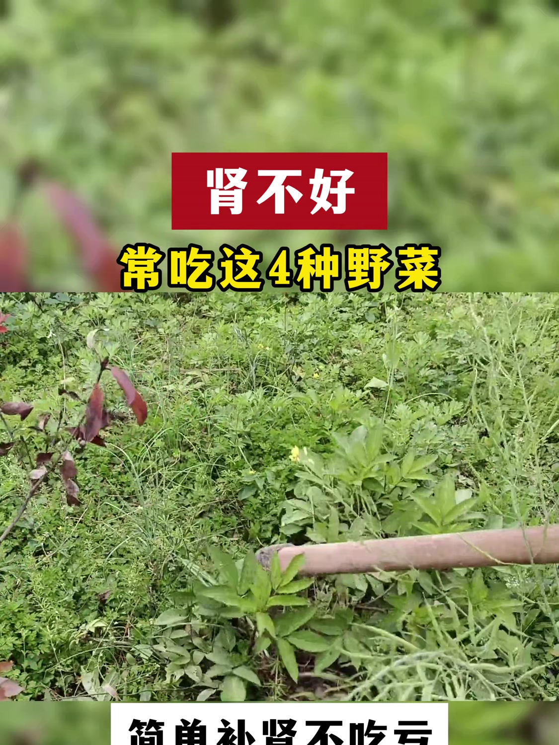 肾不好,常吃这4种野菜,简单补肾不吃亏