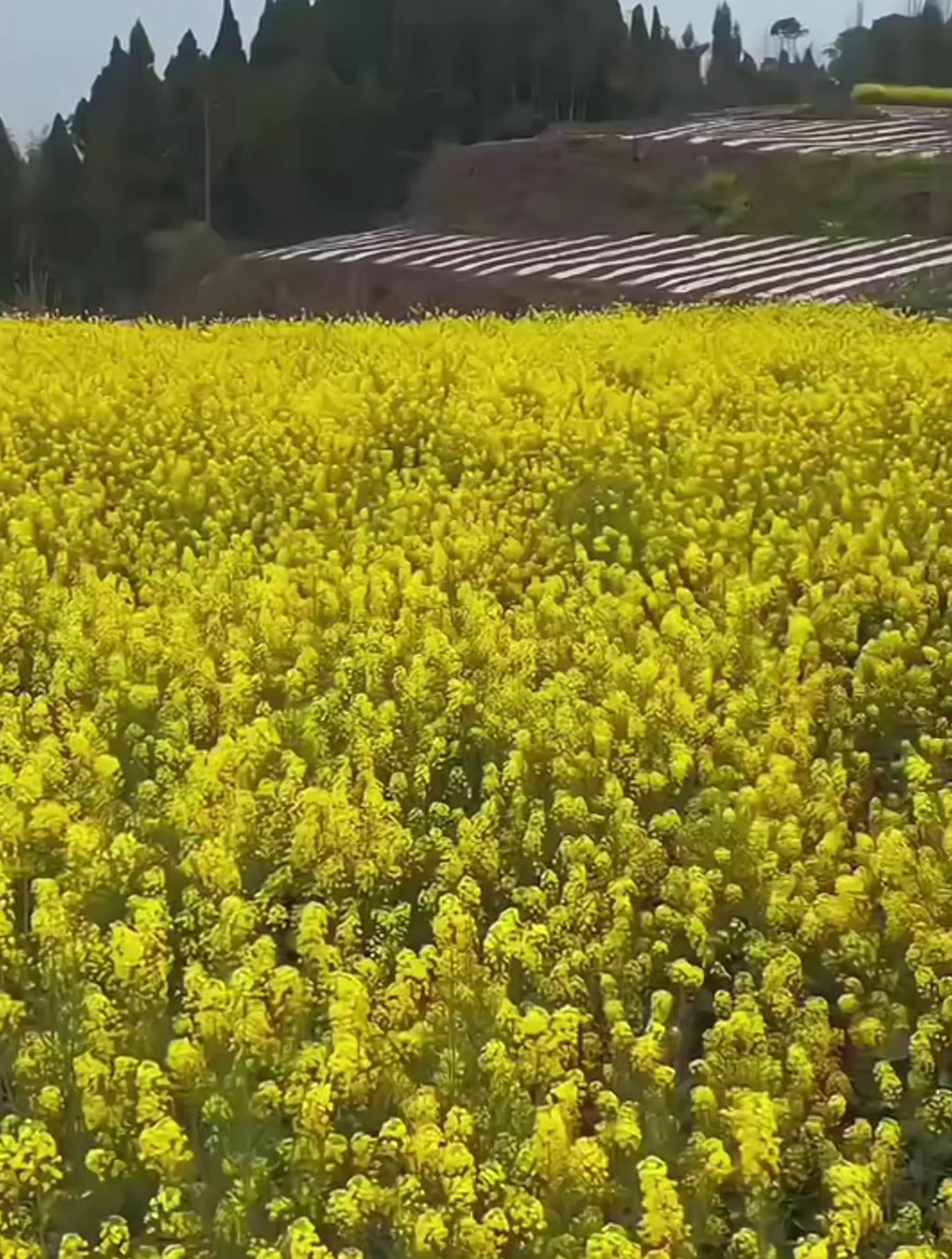 油菜籽脱粒机、黄豆 小麦水稻 高粱脱粒机