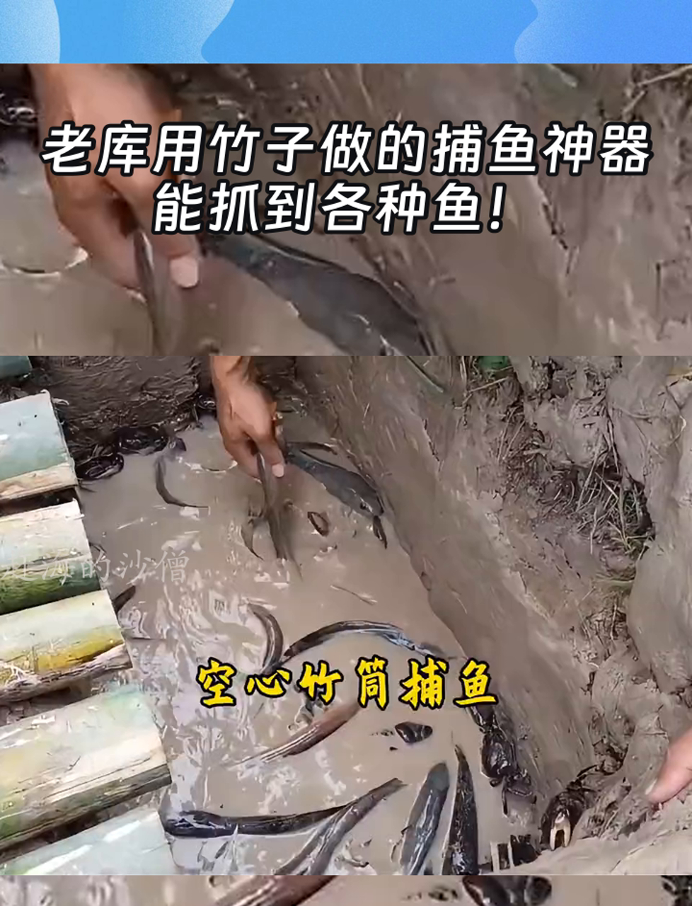 老库用竹子做的捕鱼神器,能抓到各种鱼!
