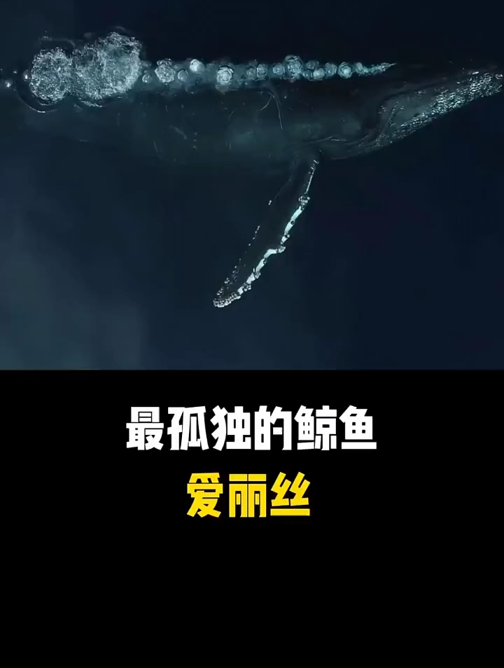 世界上最孤独的鲸鱼,爱丽丝