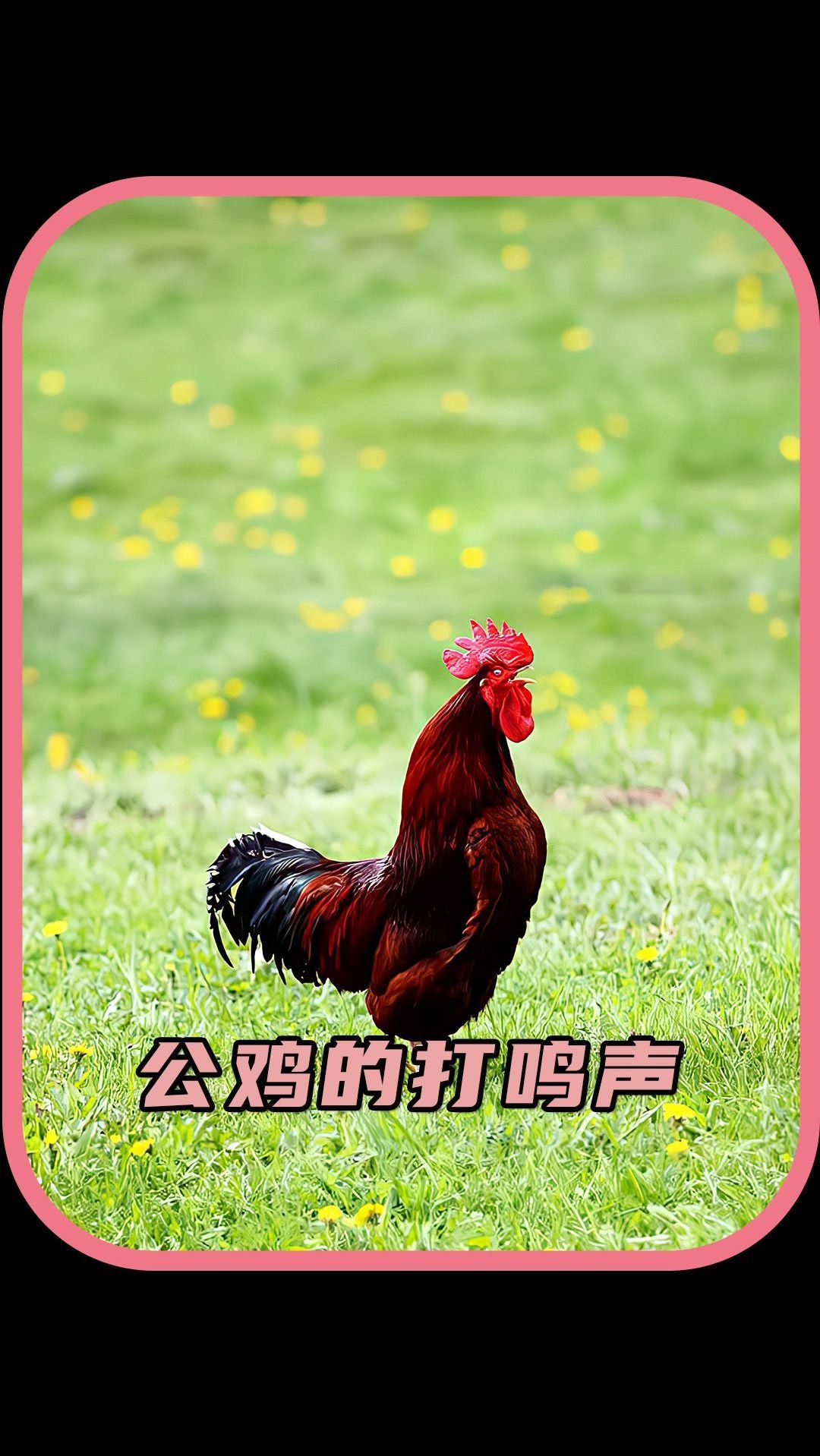 公鸡的打鸣声有什么影响?