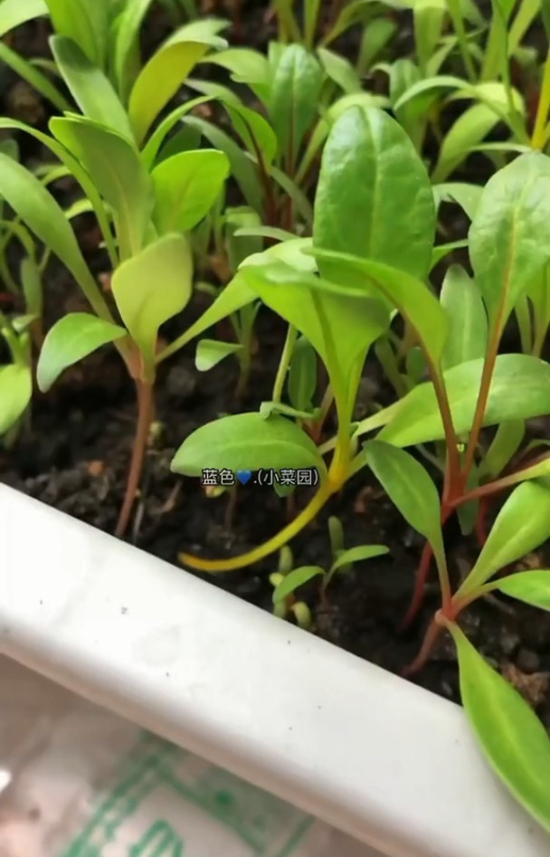 多彩甜菜种植全过程…….好看又好吃,种植简单!