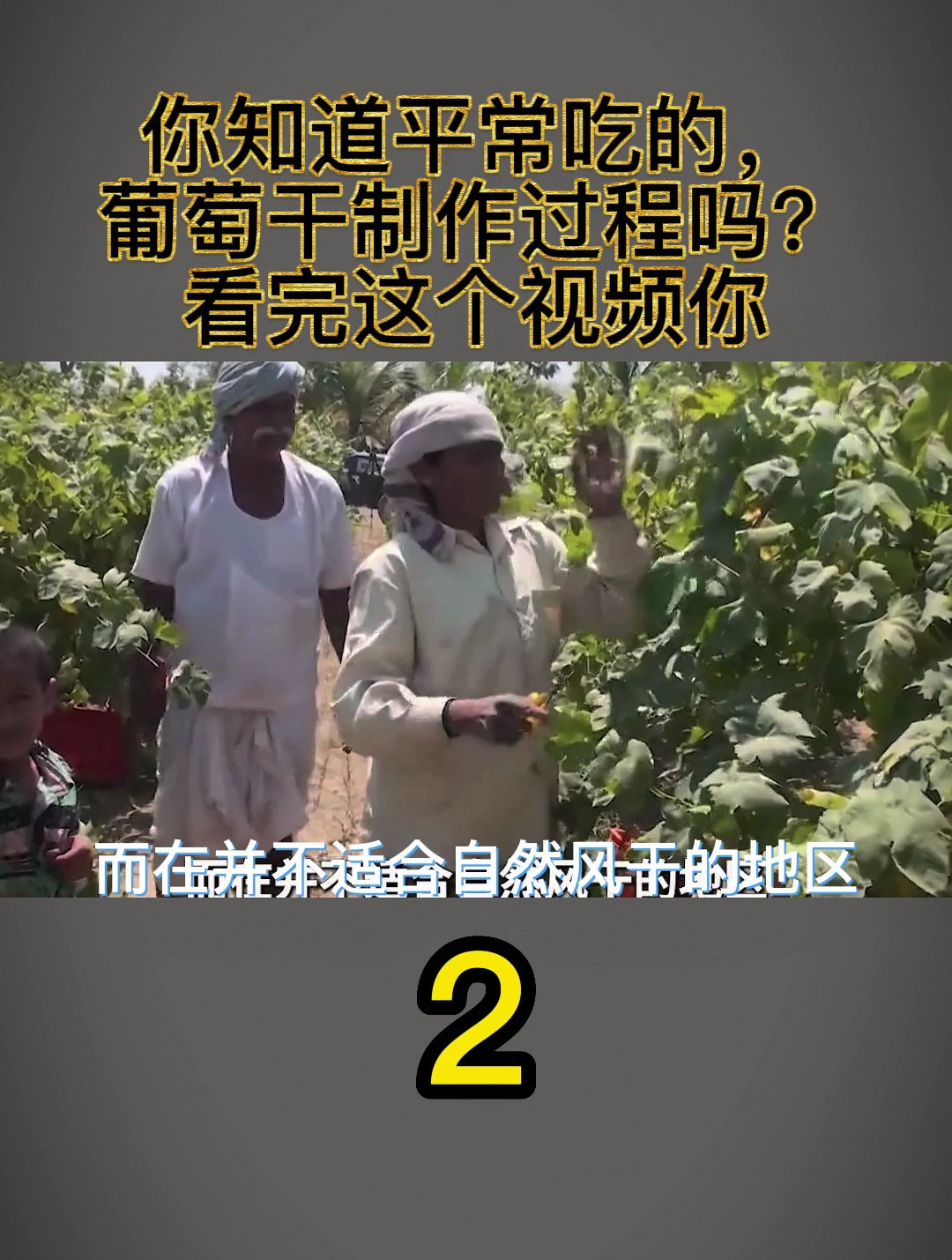 你知道平常吃的,葡萄干制作过程吗?看完这个视频你