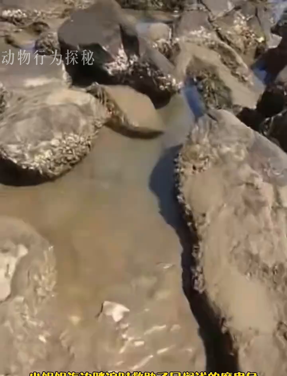 海边美女救下搁浅的魟鱼,带回家养后发现它超萌还会撒娇