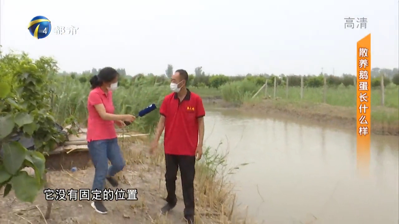 揭秘鹅蛋大小不一的原因
