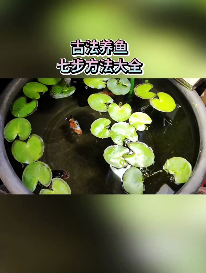 不用过滤养好鱼,无设备古法养鱼