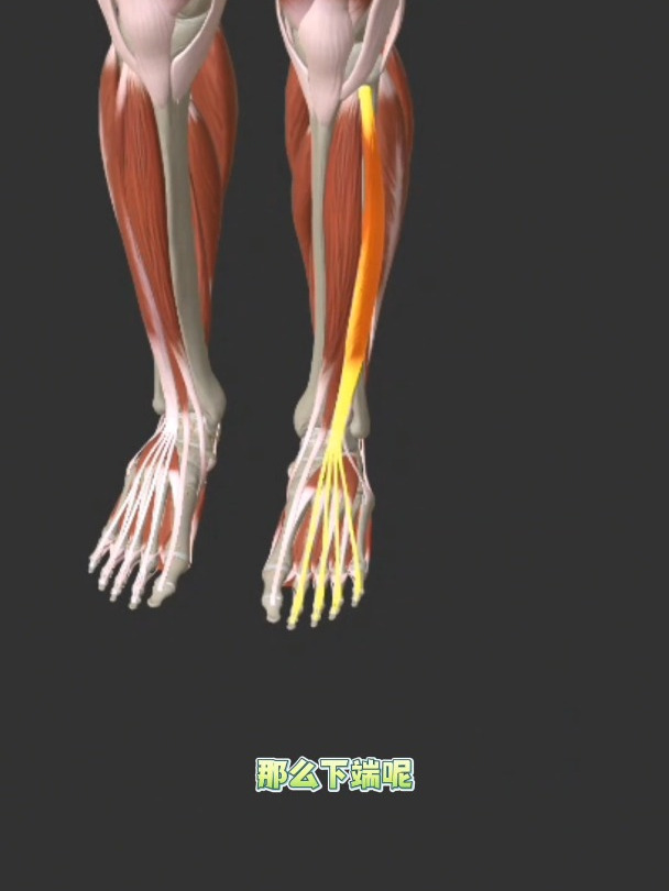 小腿前方都有哪些肌肉,带你看它们的功能