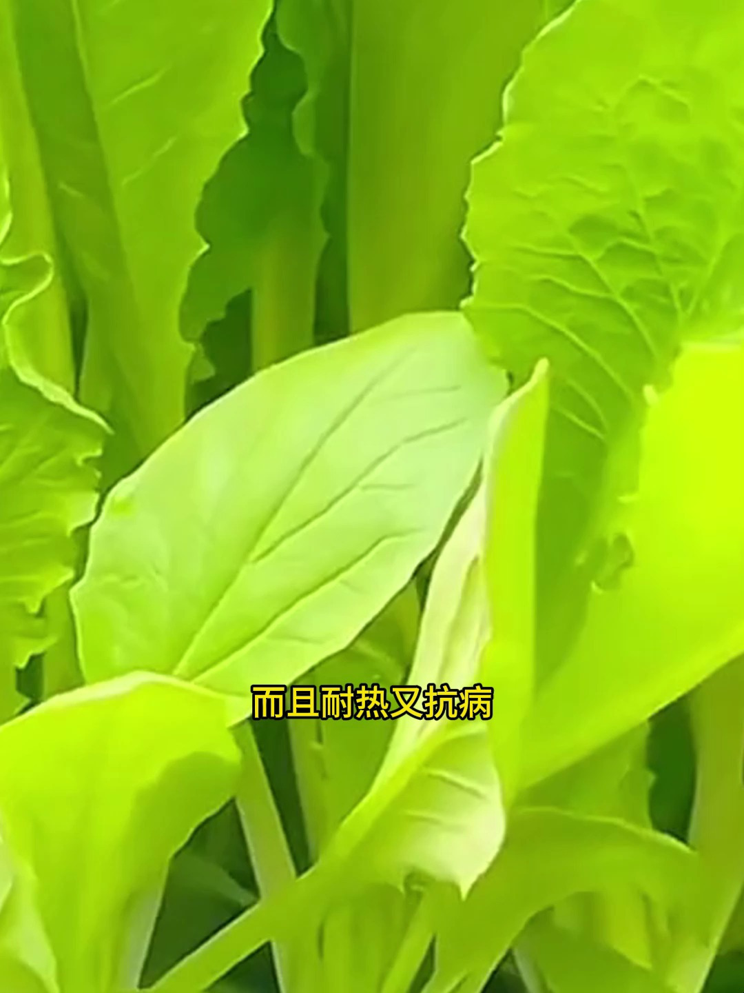 2天就能发芽的青梗小白菜,一个月可以种两茬,而且耐热又抗病!
