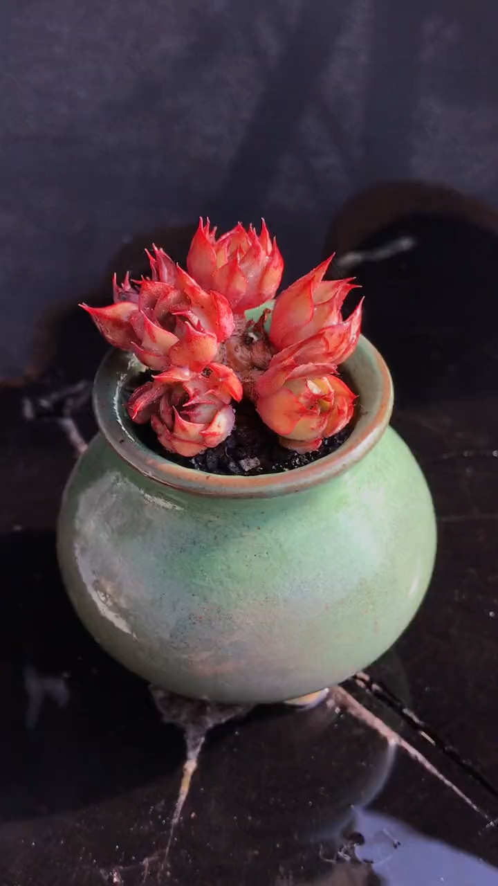 多肉植物,拇指盆,央金