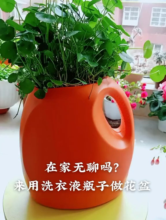 在家无聊吗?来用洗衣液瓶子做花盆