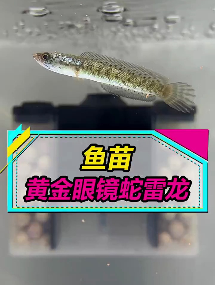 新手饲养黄金眼镜蛇雷龙鱼的注意事项!