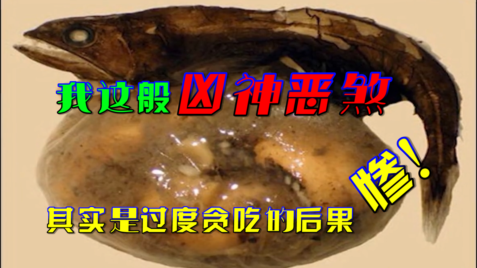 科普|黑叉齿龙鰧,深海异形,一条把自己逼上绝路的贪吃鱼