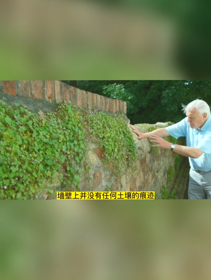 会逃跑的种子,不用土壤就能繁殖的蔓柳穿鱼,害虫中欧山松大小蠹