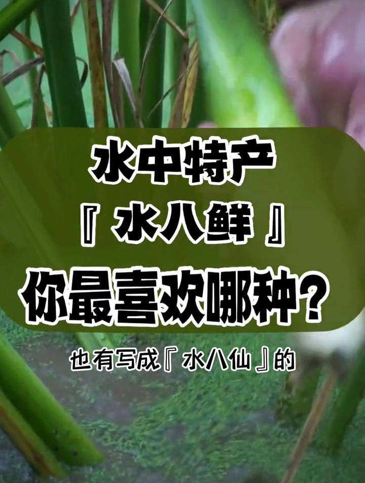 水八鲜,也叫水八仙,很多可以生吃。藕尖是我最爱。只有莼菜没有吃过