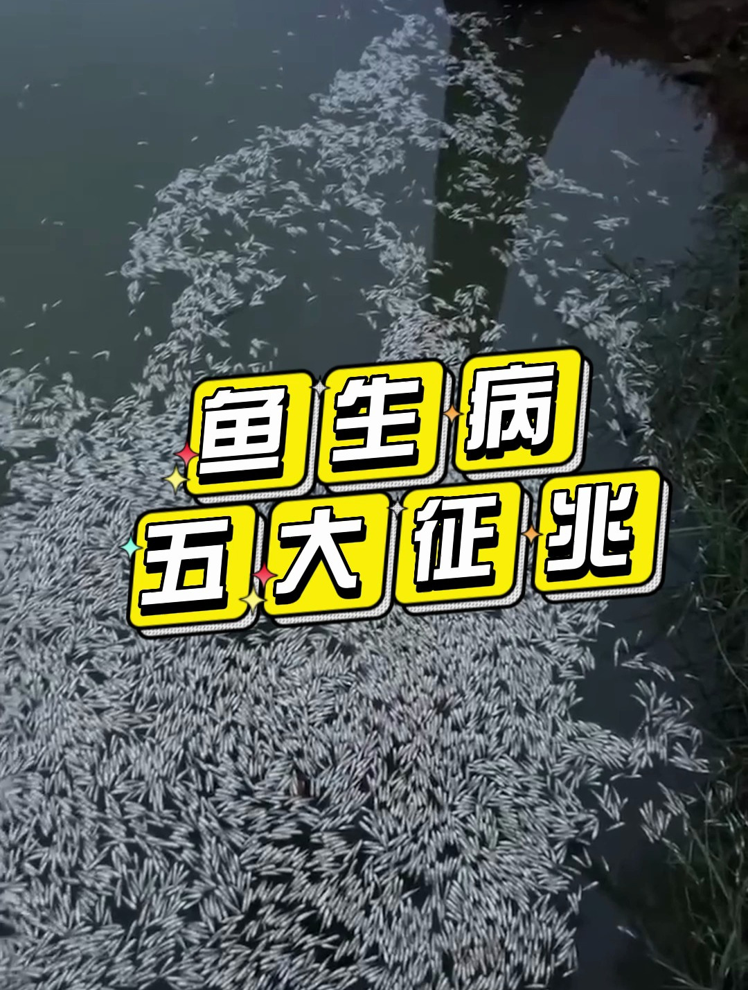 鱼生病五大征兆,赶紧重视起来!否则让你损失惨重!