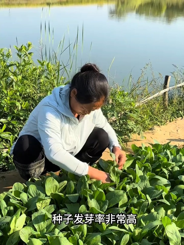 现在正是种甜脆菜心的时候,吃起来口感鲜嫩脆甜,比白菜都好吃!