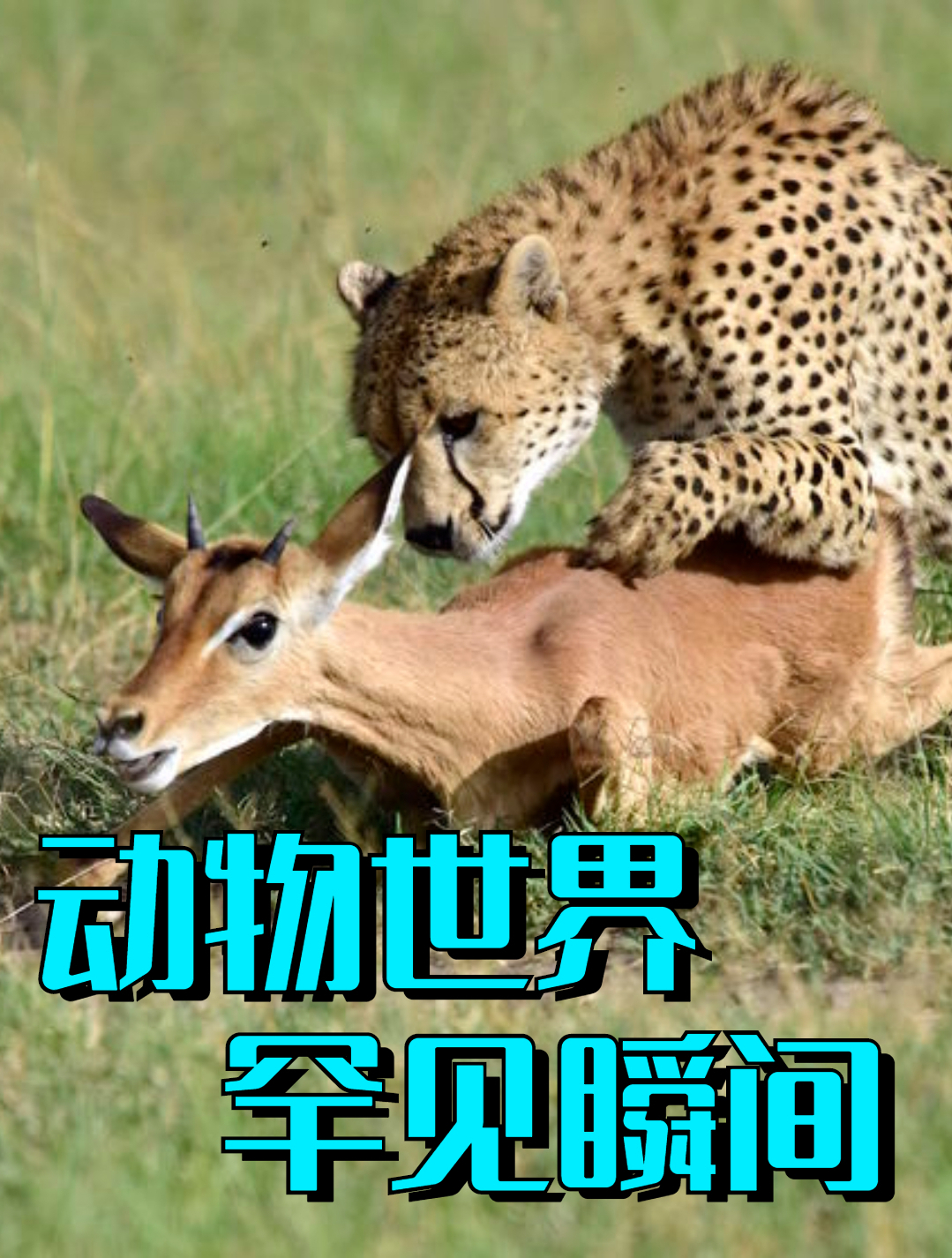鳄鱼吃掉渔民,村长发怒叫来全村人,直接在水中大战鳄鱼!3