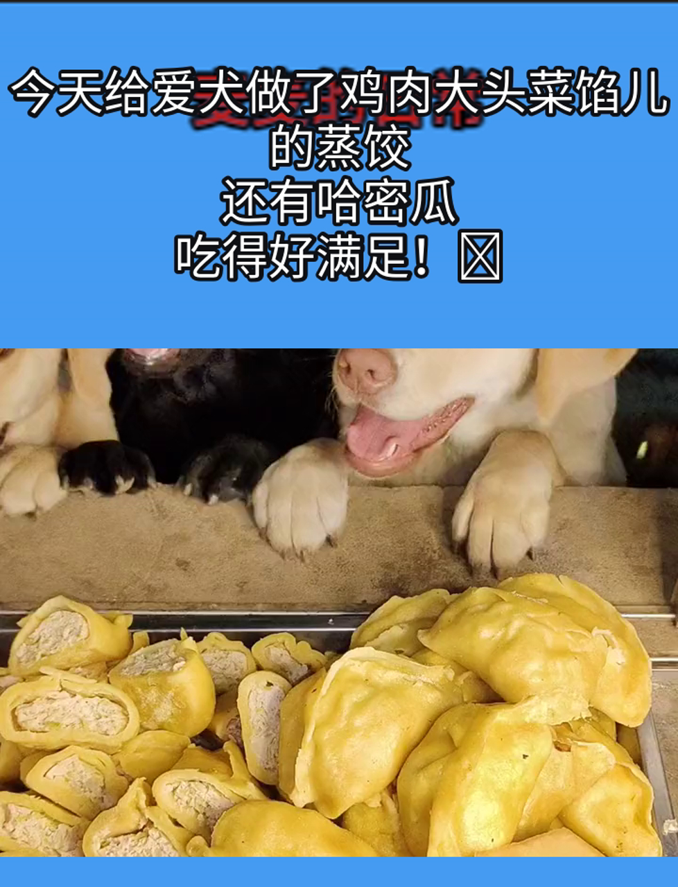 今天给爱犬做了鸡肉大头菜馅儿的蒸饺,还有哈密瓜,吃得好满足!