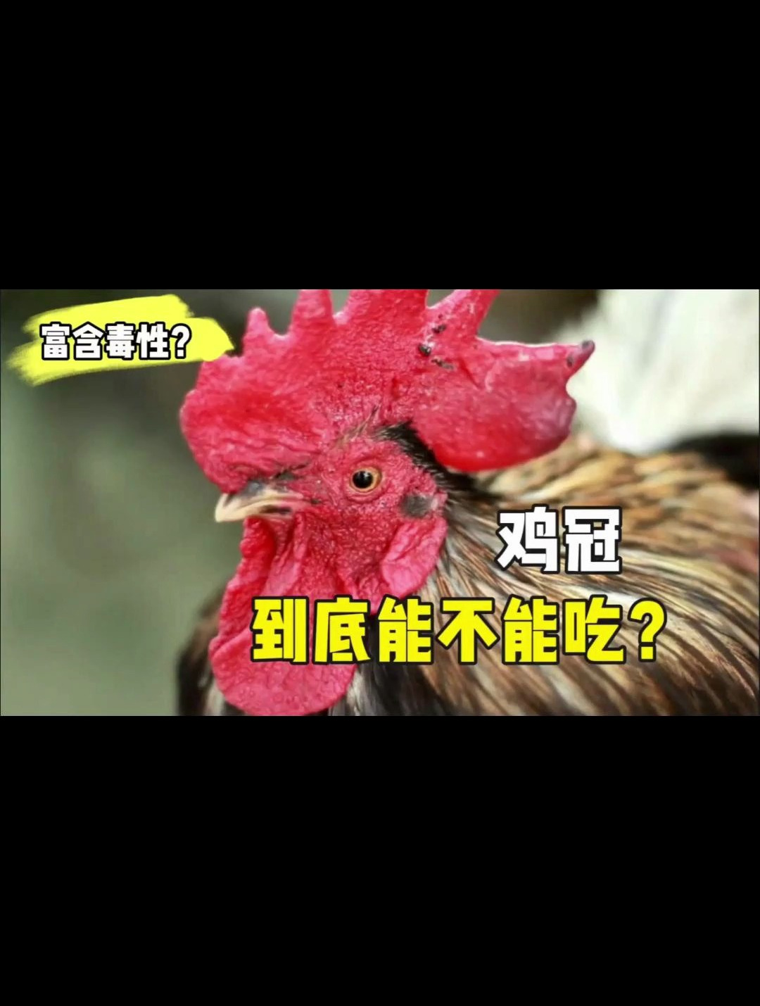 鸡冠,到底能不能吃?真的富含毒性吗?十年鸡冠胜砒霜是真的吗