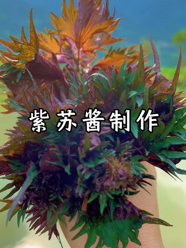 紫苏全身是宝,用新鲜的紫苏做个紫苏酱,做菜拌饭拌面都好吃