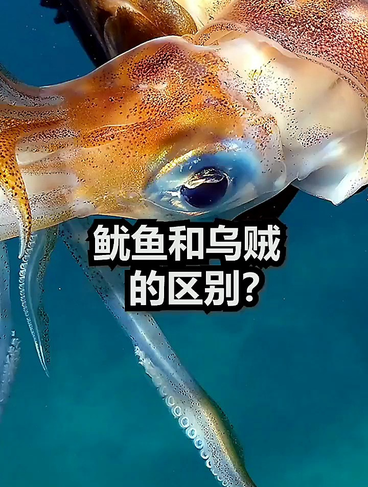 鱿鱼和乌贼的区别?